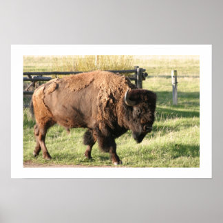 Buffalo ポスター
