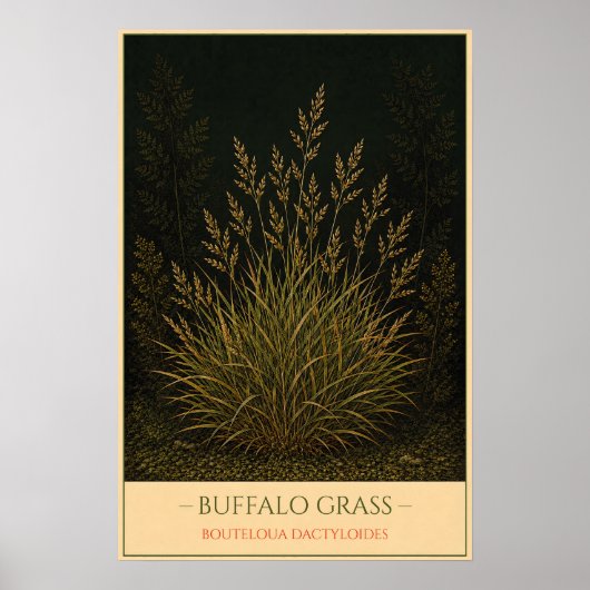 Buffalo Grass ポスター (正面)