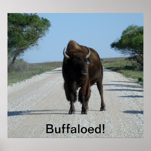 Buffaloed! ポスター (正面)