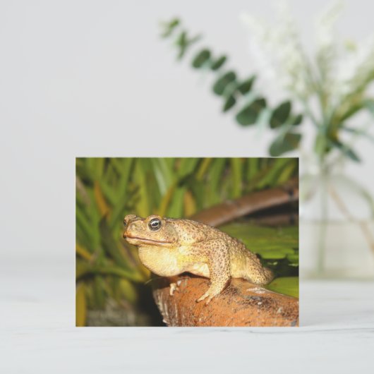 bufoカエル ポストカード (スタンド正面)