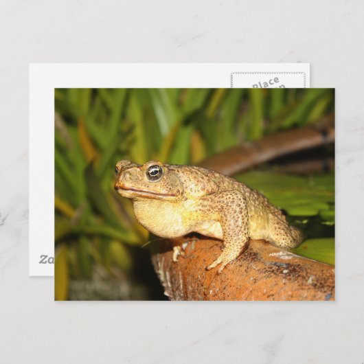 bufoカエル ポストカード (正面/裏面)