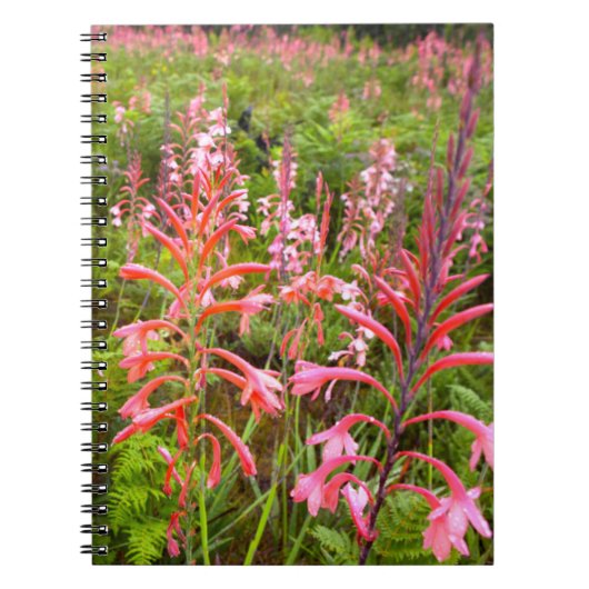 Bugle Lily (Watsonia)フラワーイースタンケープ ノートブック (正面)