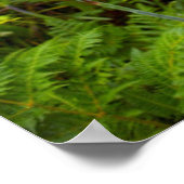 Bugle Lily (Watsonia)フラワーイースタンケープ ポスター (角)