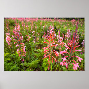 Bugle Lily (Watsonia)フラワーイースタンケープ ポスター