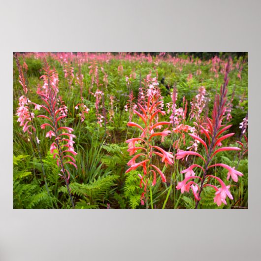 Bugle Lily (Watsonia)フラワーイースタンケープ ポスター (正面)