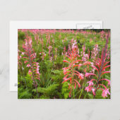 Bugle Lily (Watsonia)フラワーイースタンケープ ポストカード (正面/裏面)