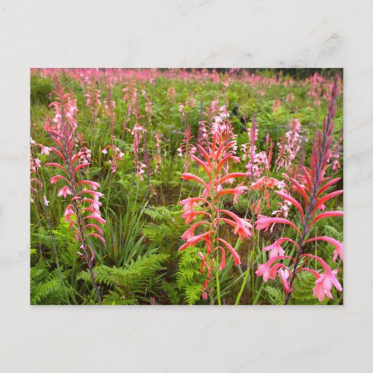 Bugle Lily (Watsonia)フラワーイースタンケープ ポストカード (正面)