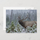 bugling雪のイエローストーンのBullのオオシカ呼出し ポストカード (正面/裏面)