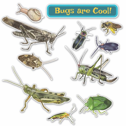 Bugs are Cool! Insects シール (正面)