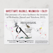 Bulbulbs、Wolbachia & Culex（両面） by RoseWrites チラシ (正面)