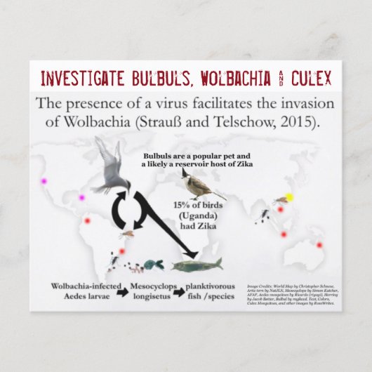 Bulbulbs、Wolbachia & Culex（両面） by RoseWrites チラシ (正面)