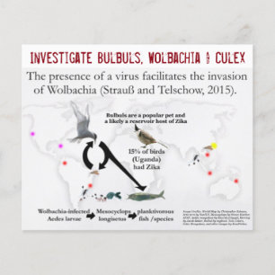 Bulbulbs、Wolbachia & Culex（両面） by RoseWrites チラシ