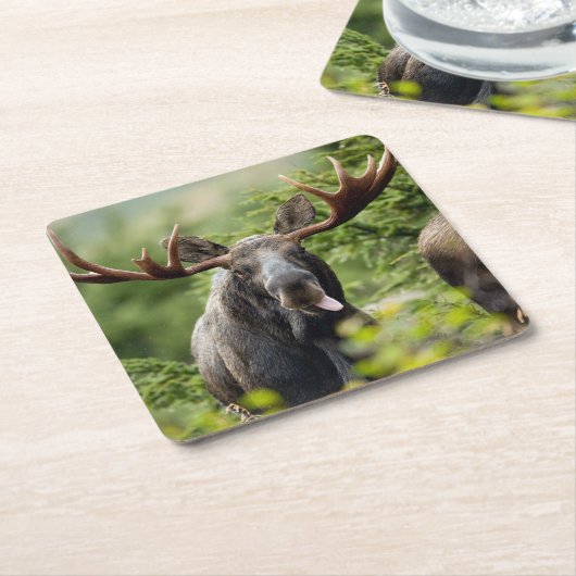 Bullのおもしろいなアメリカヘラジカ スクエアペーパーコースター (アングル)