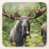 Bullのおもしろいなアメリカヘラジカ スクエアペーパーコースター (正面)