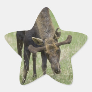 Bullのアメリカヘラジカのステッカー 星シール