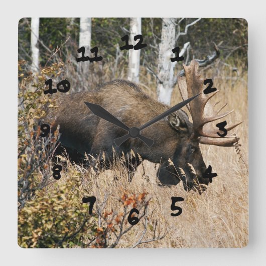 Bullのアメリカヘラジカを牧草を食べること スクエア壁時計 (正面)
