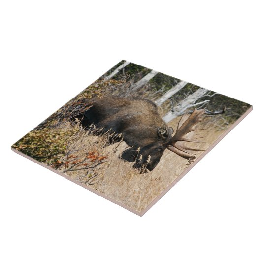 Bullのアメリカヘラジカを牧草を食べること タイル (側面)