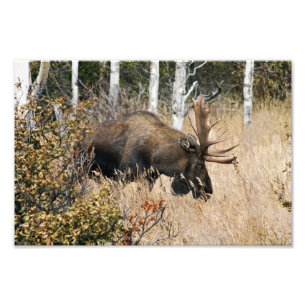 Bullのアメリカヘラジカを牧草を食べること フォトプリント