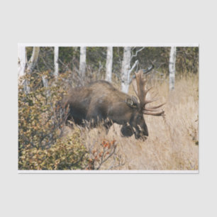 Bullのアメリカヘラジカを牧草を食べること 薄葉紙