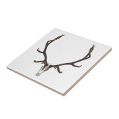 Bullのオオシカのスカル色 タイル (側面)