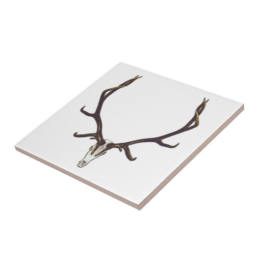 Bullのオオシカのスカル色 タイル (側面)