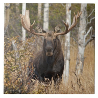 Bullの印象的なアメリカヘラジカ タイル