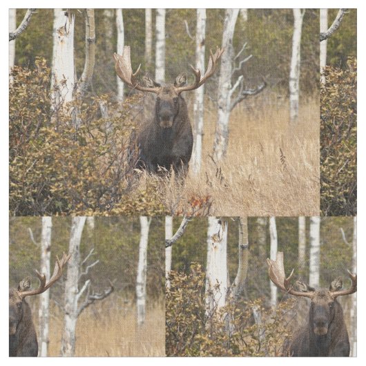 Bullの印象的なアメリカヘラジカ ファブリック (クローズアップ)