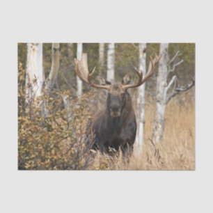 Bullの印象的なアメリカヘラジカ 薄葉紙