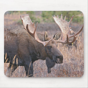 Bullの大きいアメリカヘラジカ マウスパッド