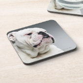 Bull白い犬 コースター (左側)