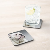 Bull白い犬 コースター (右側)