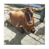 Bull Cow Long Horns Ranch rodeo Animal Photography タイル (正面)