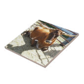 Bull Cow Long Horns Ranch rodeo Animal Photography タイル (側面)