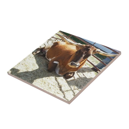 Bull Cow Long Horns Ranch rodeo Animal Photography タイル (側面)