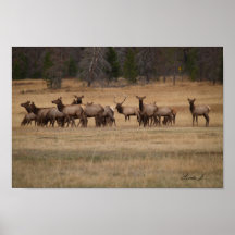 Bull ElkとHis Harem Colorado USA Canvas Print