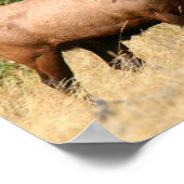 Bull Elk ポスター (角)