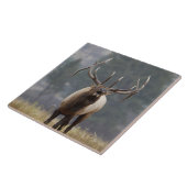 Bull Elk bugling、イエローストーンNP、ワイオミング2 タイル (側面)