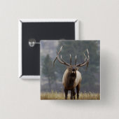 Bull Elk bugling、イエローストーンNP、ワイオミング2 缶バッジ (正面&裏面)