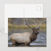 Bull Elk Crossing | イエローストーン国立公園 ポストカード (正面/裏面)