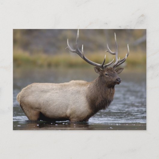 Bull Elk Crossing | イエローストーン国立公園 ポストカード (正面)