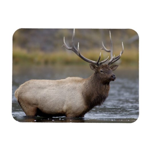 Bull Elk Crossing | イエローストーン国立公園 マグネット (横)