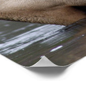 Bull Elk Crossing | Yellowstone National Park ポスター (角)