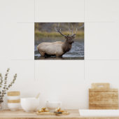 Bull Elk Crossing | Yellowstone National Park ポスター (キッチン)