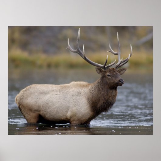 Bull Elk Crossing | Yellowstone National Park ポスター (正面)