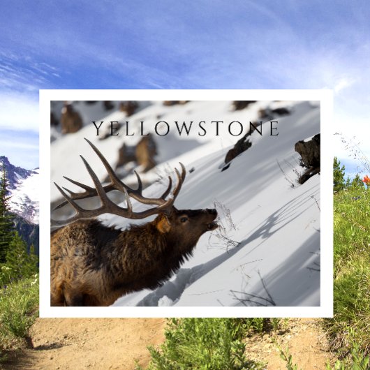 Bull Elk Grazing, Winter, Yellowstone NP ポストカード