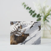 Bull Elk Grazing, Winter, Yellowstone NP ポストカード (スタンド正面)