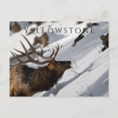 Bull Elk Grazing, Winter, Yellowstone NP ポストカード (正面)