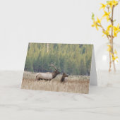Bull Elk in Meadow | Yellowstone National Park カード (黄色い花)