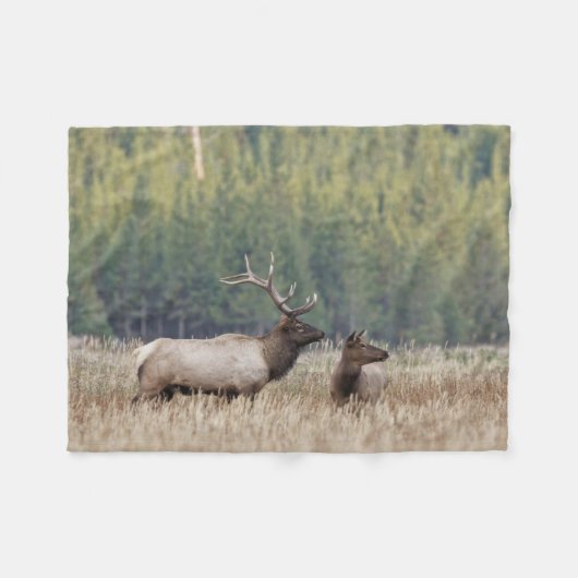 Bull Elk in Meadow | Yellowstone National Park フリースブランケット (正面(横))