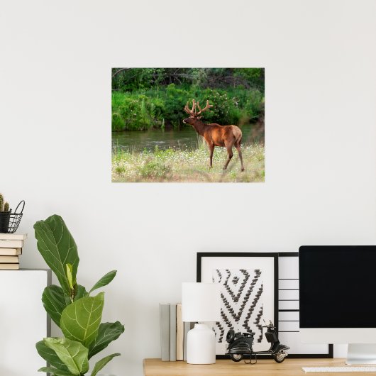 Bull Elk in the National Bison Range, Montana ポスター (ホームオフィス)